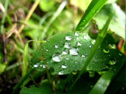 Leaf and drops Stock Photos
