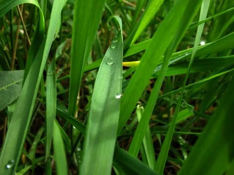 Leaf and drops Stock Photos