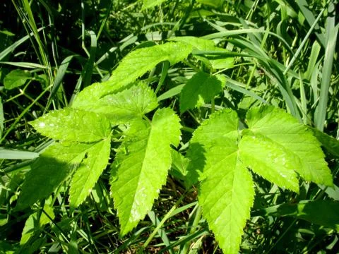 Leaf and drops Stock Photos