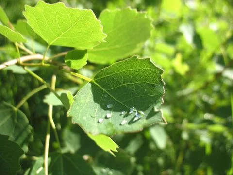 Leaf and drops Stock Photos