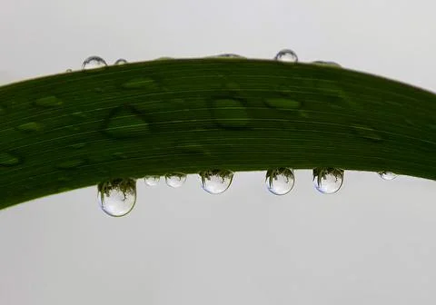 Leaf and drops Stock Photos