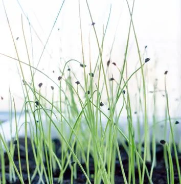 Leaf and earth. Foto stock