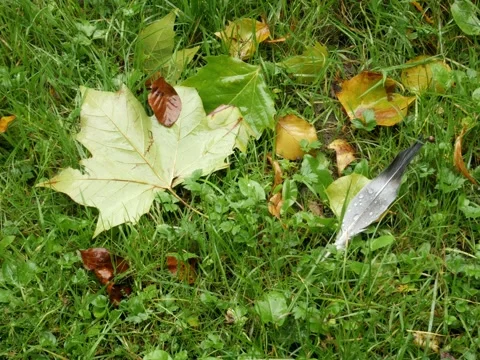 Leaf and feather on wet grass on an autum day Видео 342339657