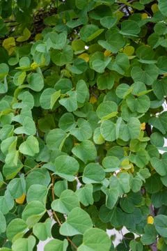 Leaf and flower bud close up view bauhinia galpinii fabaceae dwarf orchid Stock Photos