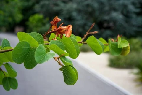 Leaf and flower bud close up view bauhinia galpinii fabaceae dwarf orchid Stock Photos