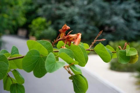 Leaf and flower bud close up view bauhinia galpinii fabaceae dwarf orchid Foto stock