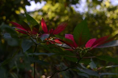 Leaf and flower Stock Photos