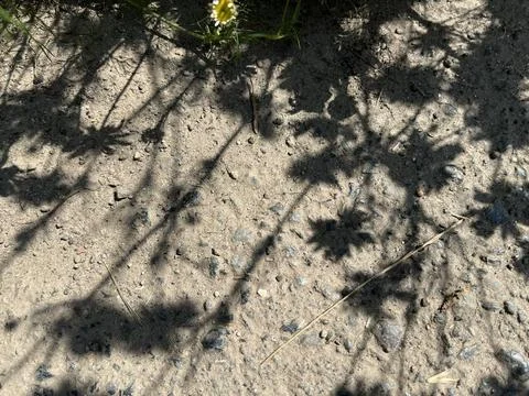 Leaf and flowers silhouettes on ground. Abstract natural texture Stock Photos