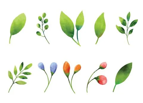 Leaf and flowers watercolor elements set. Ilustración de archivo