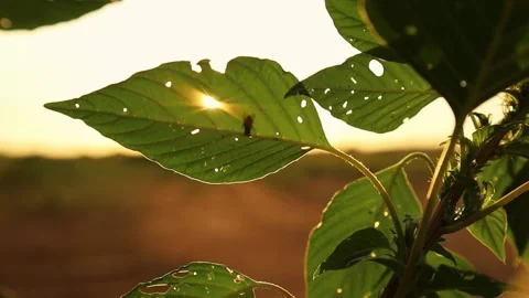 Leaf and a fly moving with the wind 스톡 동영상 224727797