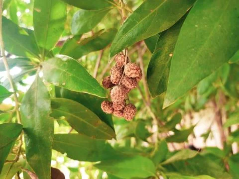 Leaf and fruit of the button mangrove, Bahawalpur Pakistan Stock Photos