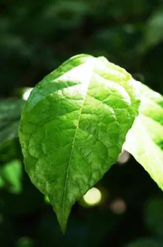 Leaf and green tree Stock Photos