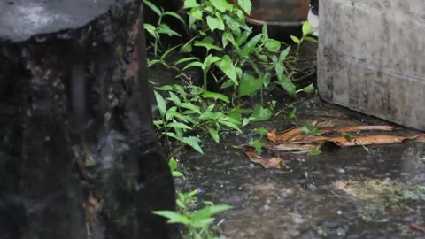Leaf and heavy rain Stock Footage 323067261