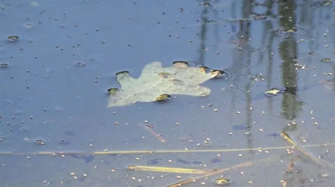Leaf and insects in the river Video stock 50758920