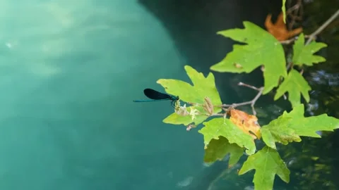 Leaf and Lake 動画素材 247589104