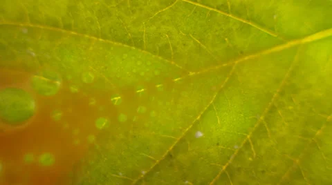 Leaf and liquid 库存影片 37040300