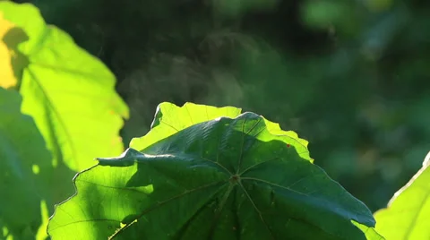 Leaf and mist Stock Footage 34493079