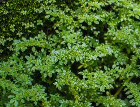 Leaf and mos Stock Photos