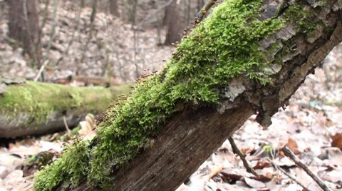 Leaf and Moss in the Forest 2 動画素材 35826903