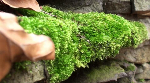 Leaf and Moss in the Forest 3 Stock Footage 35998786