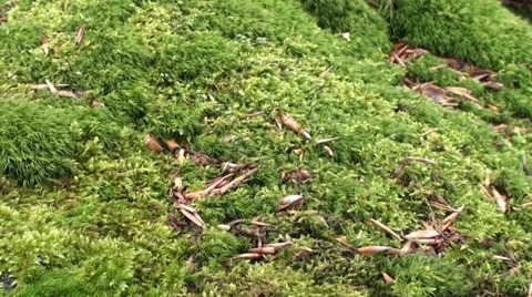 Leaf and Moss in the Forest 4 Stock Footage 35999114