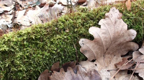 Leaf and Moss in the Forest 動画素材 35827120