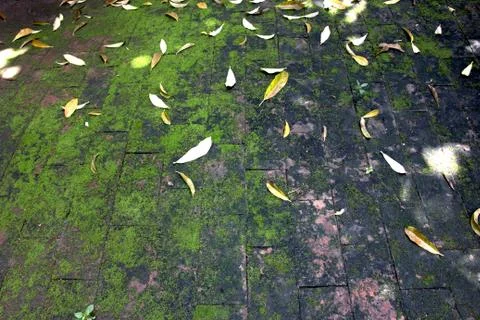 Leaf and moss on old brick Stock Photos