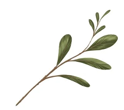 Leaf and nature Stock Illustration