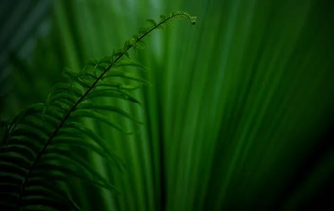Leaf and object Stock Photos