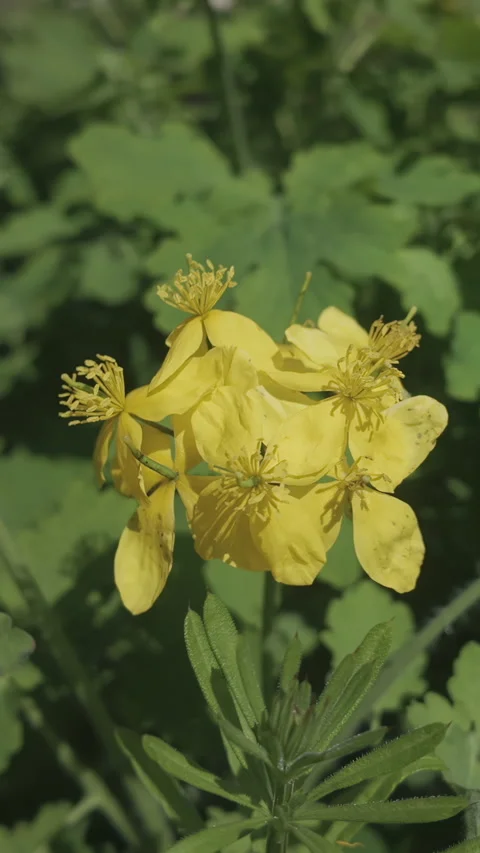 A leaf and an open flower of Greater Celandine, Chelidonium majus Stock Footage 312258649