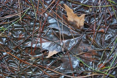 Leaf and pine needles above forest ground. Stock Photos