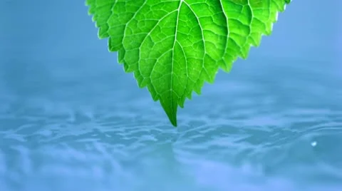 Leaf and pond, Slow Motion Stock Footage 9303888