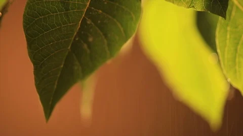 Leaf and rain 2 Video stock 90959844