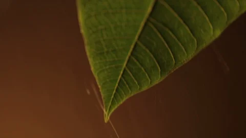 Leaf and rain 3 Video stock 90959432