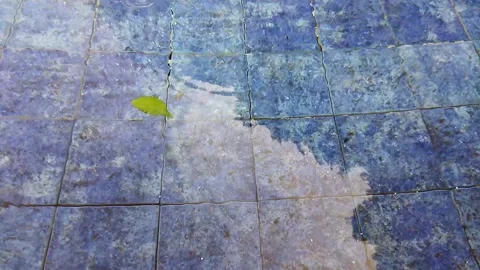 Leaf and rain drops Video stock 221461892