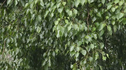Leaf and rain 스톡 동영상 40754369
