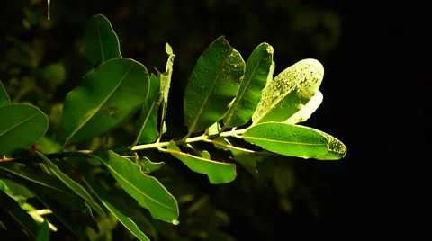 Leaf and rain Vídeos de archivo 65032236