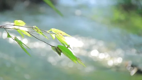 Leaf And River Stock Footage 8908670