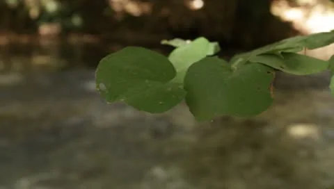 Leaf and river Stock-Footage 8914521