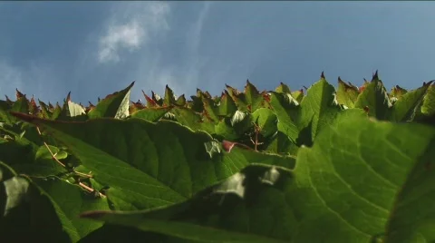 Leaf and sky Stock Footage 530891