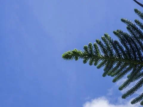 Leaf and sky 写真素材