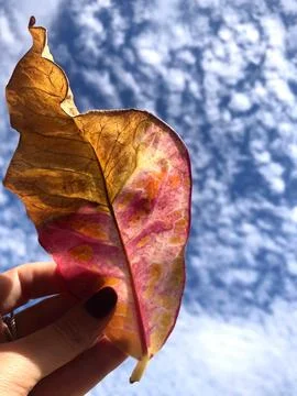 Leaf and sky Stock Photos