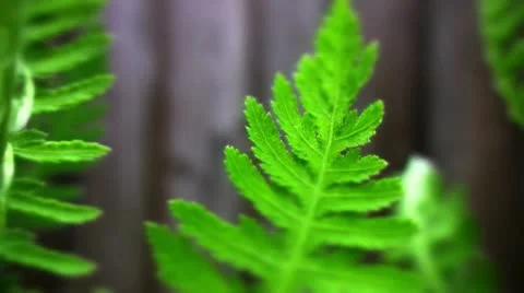 Leaf and spider Video stock 10823685