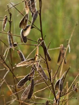 Leaf and spider Foto stock