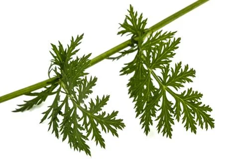 Leaf and stem of the pyrethrum flower, isolated on white background Stock-Fotos