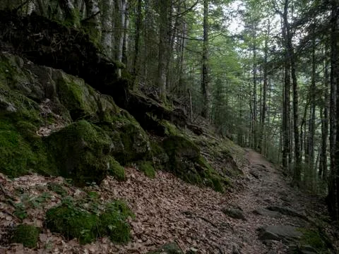 Leaf and stone path between the trees of the forest 스톡 사진