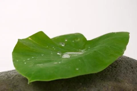Leaf and stone Stock Photos