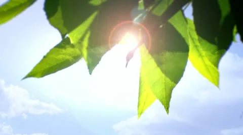 Leaf and sun flare Stock Footage 17186644