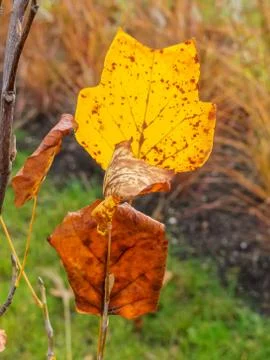 Leaf and tree in autumn Stock Photos