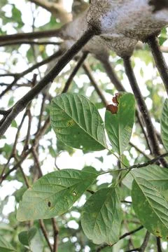 Leaf and tree Stock Photos